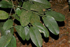 Garcinia talbotii